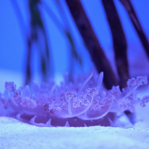Mangrove Upside-Down Jelly