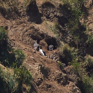Common Murres (nesting site)