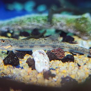 Dwarf Horse-faced Loach (Acanthopsoides cf. robertsi)