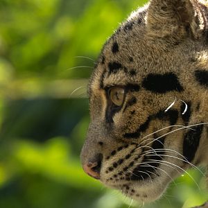 Clouded leopard : Cotswold WP : 28 Mar 2025