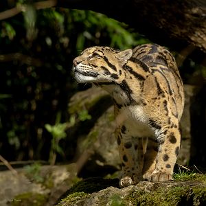 Clouded leopard : Cotswold WP : 28 Mar 2025