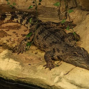 Siamese crocodile : Crocodiles of the World : 04 Jul 2025