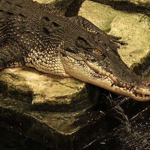 Saltwater crocodile : Crocodiles of the World : 04 Jul 2025