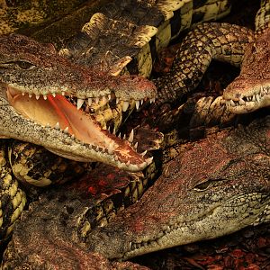 Nile crocodile : Crocodiles of the World : 04 Jul 2025