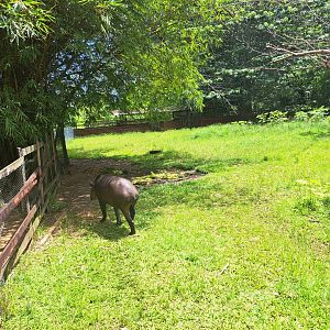 paramaribo zoo tapir