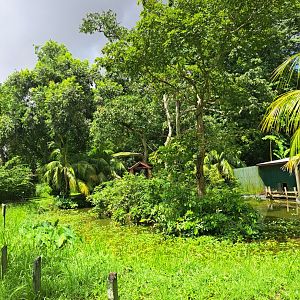 paramaribo zoo spider monkey island