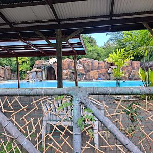 paramaribo zoo, swimming pool