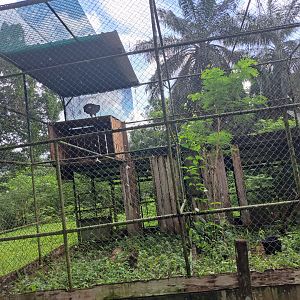 paramaribo zoo harpy eagle enclosure