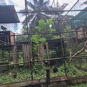 paramaribo zoo harpy eagle enclosure