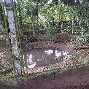 paramaribo zoo caiman enclosure