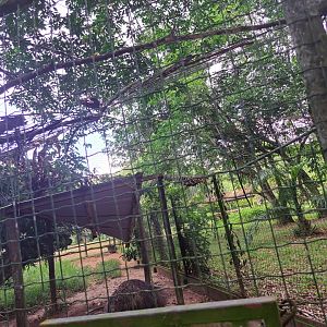 paramaribo zoo, netting above flightless bird enclosure