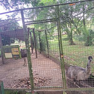 paramaribo zoo, emu enclosure