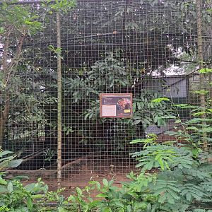 paramaribo zoo, ocelot
