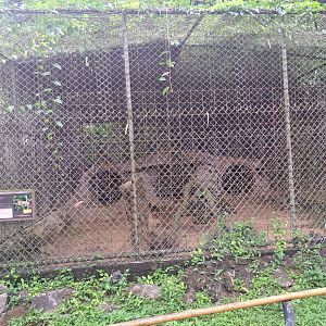 paramaribo zoo, jaguar