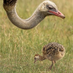 Common ostrich : Cotswold WP : 20 Jun 2025