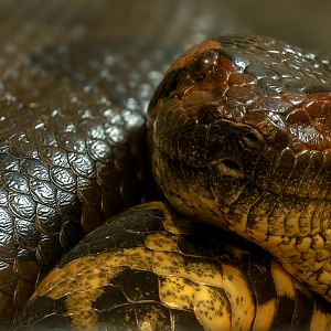 Green anaconda : Crocodiles of the World : 04 Jul 2025
