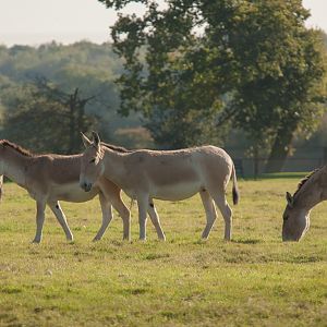 Onager (Persian onager) : Whipsnade : 22 Oct 2011