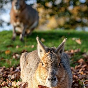 Patagonian mara : Whipsnade : 27 Nov 2011