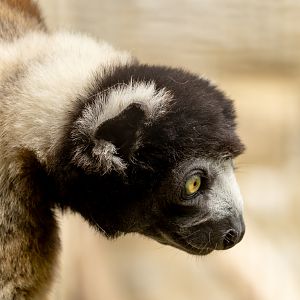 Crowned sifaka : Cotswold WP : 20 Jun 2025