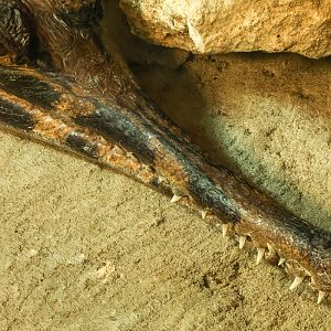 False gharial : Crocodiles of the World : 04 Jul 2025