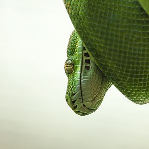 Green tree python : Crocodiles of the World : 04 Jul 2025