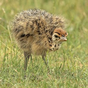 Common ostrich : Cotswold WP : 20 Jun 2025