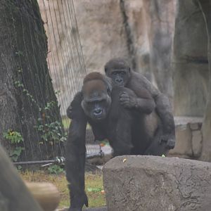 Gorilla Family