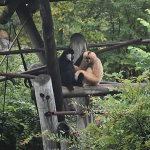 White-cheeked Gibbons