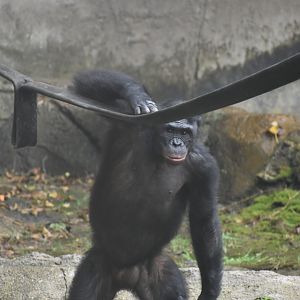 Bipedal Bonobo