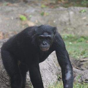Bonobo