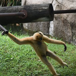 Gibbon Mid-swing