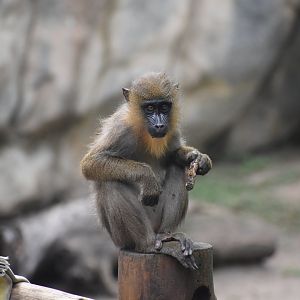 Baby Mandrill