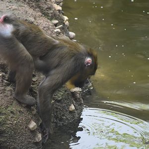 Mandrill Drinking