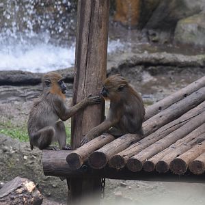 Mandrill Playtime