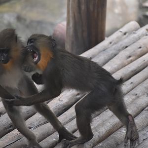 Baby Mandrills