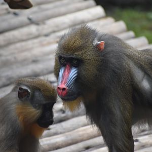 Mandrill Mom