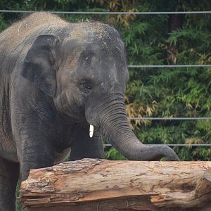 Brazos the Asian Elephant