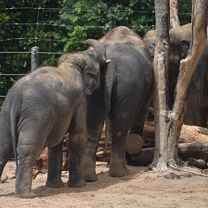 Brazos Pestering His Mom