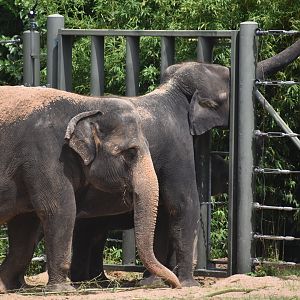 Asian Elephant Snatching Some Leaves