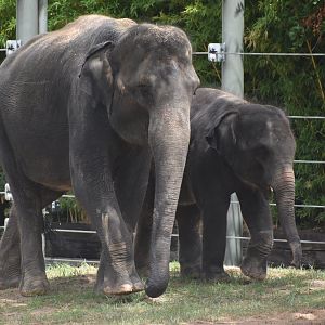 Travis and Belle, the Asian Elephants