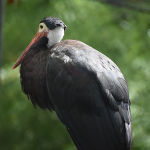 Storm's Stork