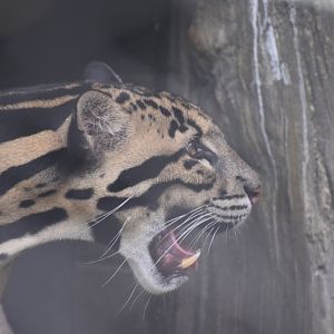 Clouded Leopard