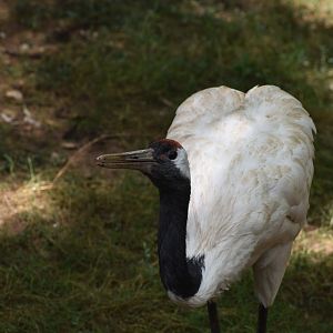 Red-crowned Crane