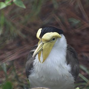 Masked Lapwing