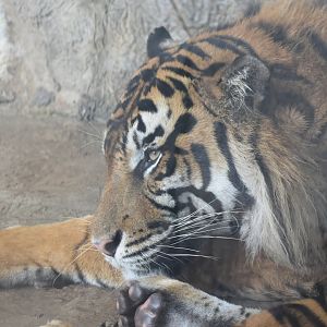 Sumatran Tiger