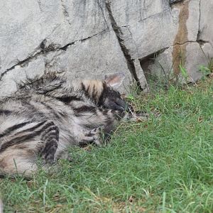 Striped Hyena Napping