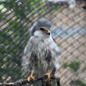 Pygmy Falcon Floof