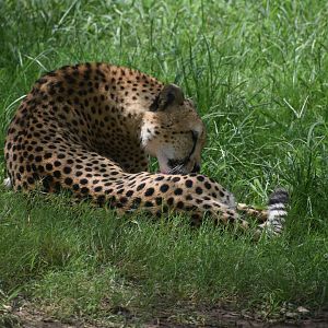 Cheetah Grooming