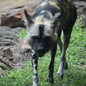 Afrian Wild Dog