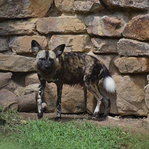 African Painted Dog